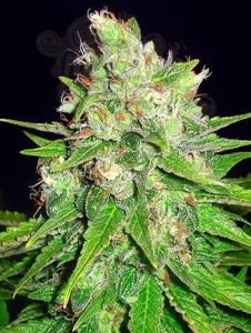 WORLD OF SEEDS - Mazar X Great White Shark