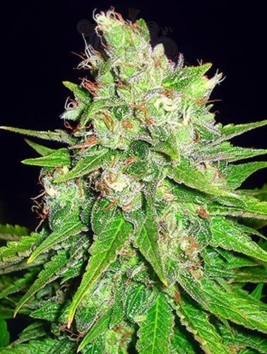 WORLD OF SEEDS - Mazar X Great White Shark