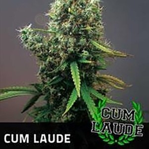 POSITRONICS - Cum Laude