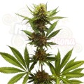 ROYAL QUEEN SEEDS - Northern Light