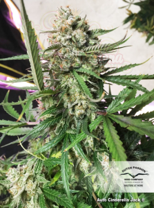 DUTCH PASSION - Auto Cinderella Jack®