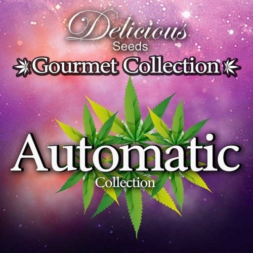 DELICIOUS SEEDS - Gourmet Collection Automatic 2
