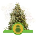 ROYAL QUEEN SEEDS - Royal AK Automatic®