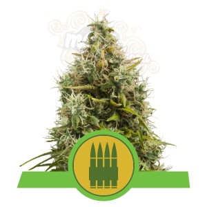 ROYAL QUEEN SEEDS - Royal AK Automatic®
