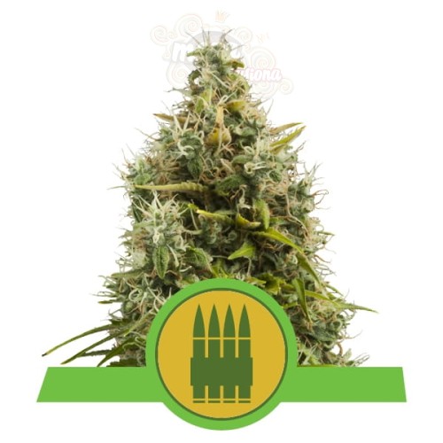ROYAL QUEEN SEEDS - Royal AK Automatic®