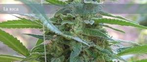 ELITE SEEDS - La Rica