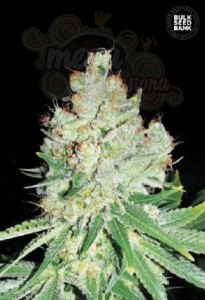 BULK SEED BANK - Cheese