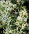 GREEN HOUSE SEEDS - Himalaya Gold