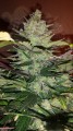FASTBUDS - Green Crack Auto