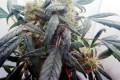 DUTCH PASSION - Blueberry®