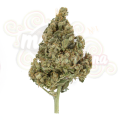ROYAL QUEEN SEEDS - Lemon Shining Silver Haze