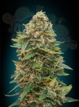 ADVANCED SEEDS - Auto Skunk 47
