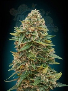 ADVANCED SEEDS - Auto Skunk 47