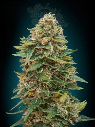 ADVANCED SEEDS - Auto Skunk 47