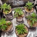 BARNEY'S FARM - Shiskaberry