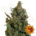 BARNEY’S FARM - Blue Cheese