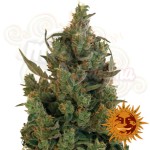 BARNEY’S FARM - Blue Cheese