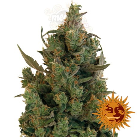 BARNEY’S FARM - Blue Cheese