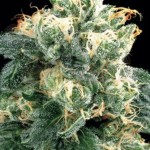 AMARANTA SEEDS - Power Plant