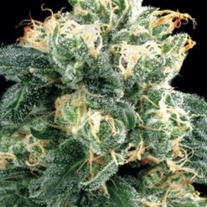 AMARANTA SEEDS - Power Plant
