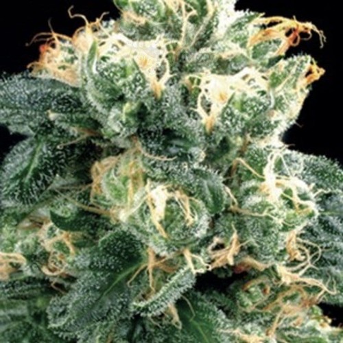 AMARANTA SEEDS - Power Plant