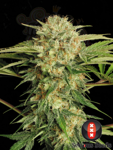 SERIOUS SEEDS - Motavation
