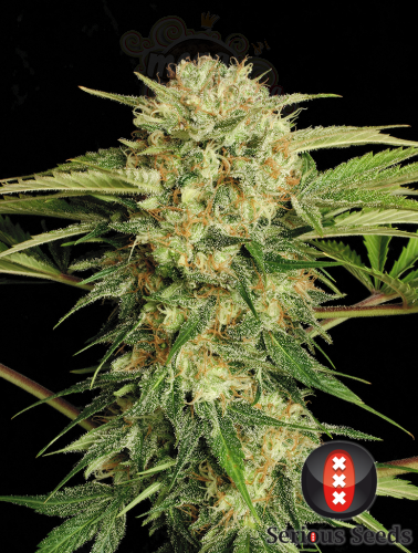 SERIOUS SEEDS - Motavation