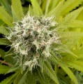 DINAFEM - Power Kush