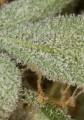 DINAFEM - White Widow Autoflowering