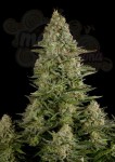 DUTCH PASSION - White Widow