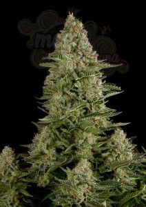 DUTCH PASSION - White Widow