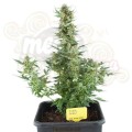 Dwarf Auto