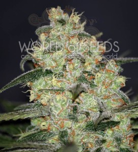 WORLD OF SEEDS - Madness