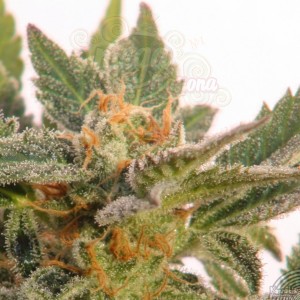 KANNABIA SEED - Kritic Auto (Kritic70)