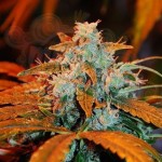 G13 LABS - Auto Blueberry