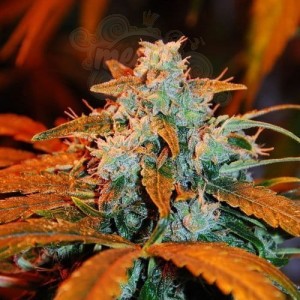 G13 LABS - Auto Blueberry