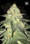 BULK SEED BANK - Auto Sour Diesel