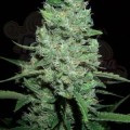 AK-47 Auto