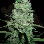 AK-47 Auto