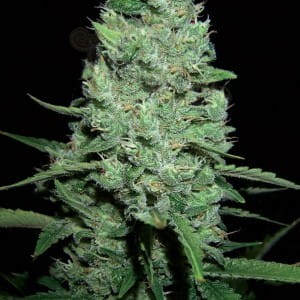AK-47 Auto