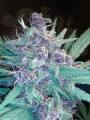 FASTBUDS - C4  Auto