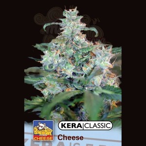 KERA SEEDS - Special Cheese