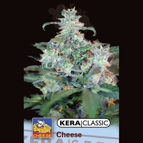 KERA SEEDS - Special Cheese