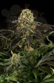 DINAFEM - White Siberian