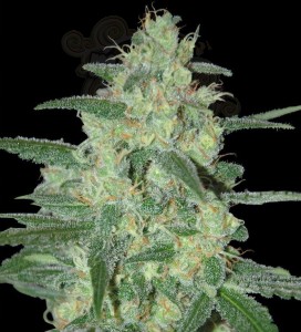 SAMSARA - Holy Grail 69