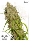 DUTCH PASSION - Desfran