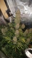 FASTBUDS - Gorilla Glue Auto