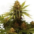 ROYAL QUEEN SEEDS - Critical®