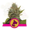 ROYAL QUEEN SEEDS - Kali Dog