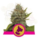 ROYAL QUEEN SEEDS - Kali Dog